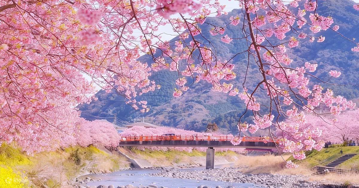 Sakura Limited] Kawazu Cherry Blossom Festival + Strawberry